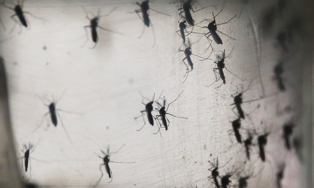 Lancement de la campagne contre le virus Zika et la dengue