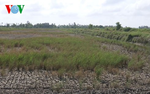 Mesures d’urgence pour lutter contre la salinisation dans le delta du Mékong
