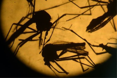 Pékin confirme son premier cas importé de Zika