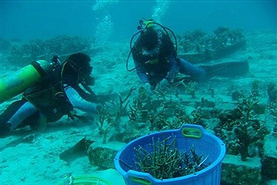 Changement climatique: destruction des récifs coralliens
