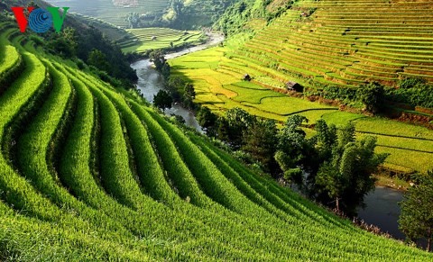 Mù Cang Chai: des rizières en terrasses