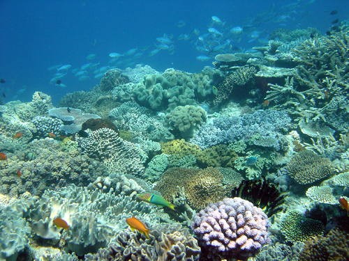 Journée mondiale des océans : l'ONU demande aux Etats de s'engager à les protéger 