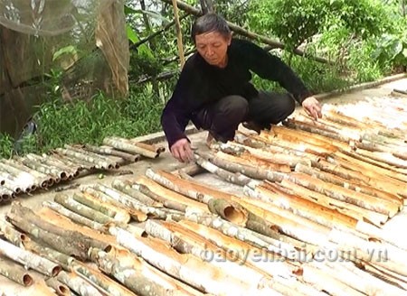 Les canneliers font la prospérité de Yên Bai
