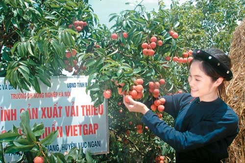 Moderniser la filière fruits et légumes pour mieux exporter