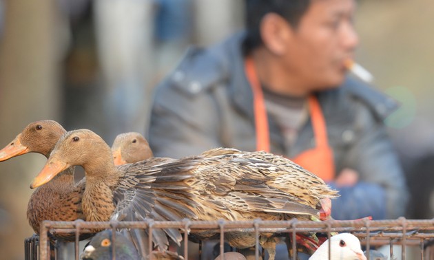 La Chine renforce sa prévention contre la grippe aviaire H7N9