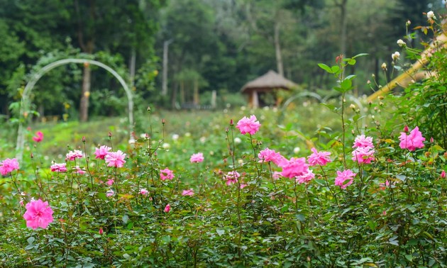 La plus grande roseraie du Vietnam