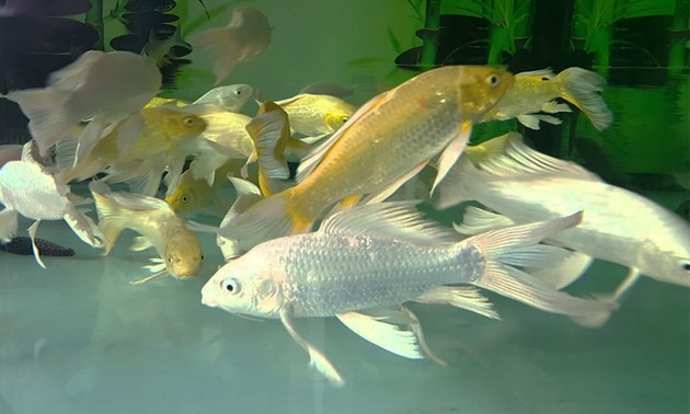 Quels sont les poissons les plus courants au Vietnam?