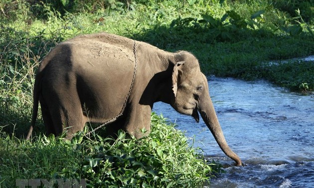 Existe-t-il toujours des éléphants sauvages au Vietnam?