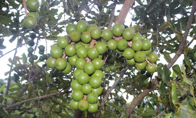 Le macadamia est cultivé dans quelles localités du Vietnam?