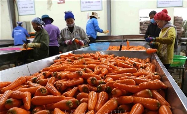 Vietnam’s vegetable export to surpass 1 bilionn USD by 2030