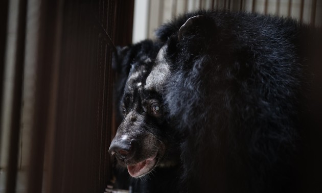 A bear's life - How an endangered species found the promise land