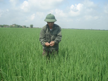 Kecamatan Thuy Ninh mengembangkan pola-pola ekonomi pedesaan