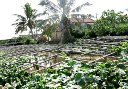 Pola pertanian tiga terpadu satu membantu kaum tani kabupaten Yen Khanh, provinsi Ninh Binh lepas dari kemiskinan