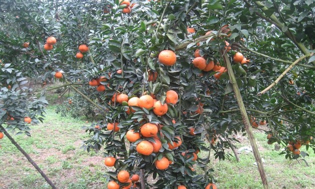 Kabupaten Quang Binh, Provinsi Ha Giang mengembangkan pohon jeruk manis secara berkesinambungan menurut standar VietGap