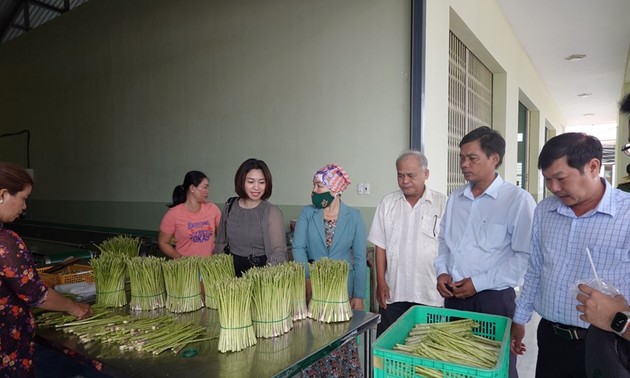 Petani Kecamatan An Hai, Provinsi Ninh Thuan, Menjadi Kaya dengan Menanam Tanaman Asparagus