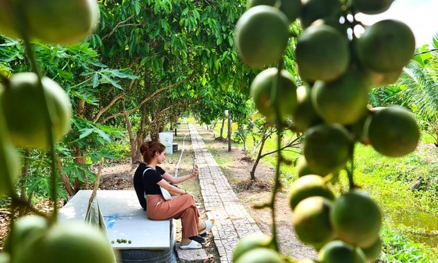 Warga U Minh Melindungi Kebun Rambai Cai Tau, Mempertahankan Ciri-Ciri Lama untuk Mengembangkan Pariwisata