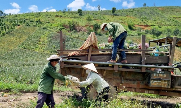 Efisiensi dari Konversi Tanaman dan Ternak dengan Dikombinasikan dengan Penggunaan Pinjaman Lunak di Kecamatan Terpencil Cu Dram, Provinsi Dak Lak