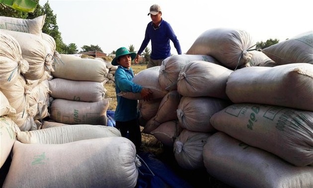 La exportación del arroz vietnamita prevé aumentar en lo que queda del año