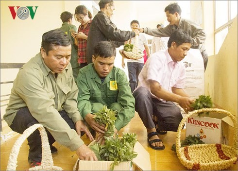 Kon Tum proporciona plantas de ginseng Ngoc Linh a cultivadores locales