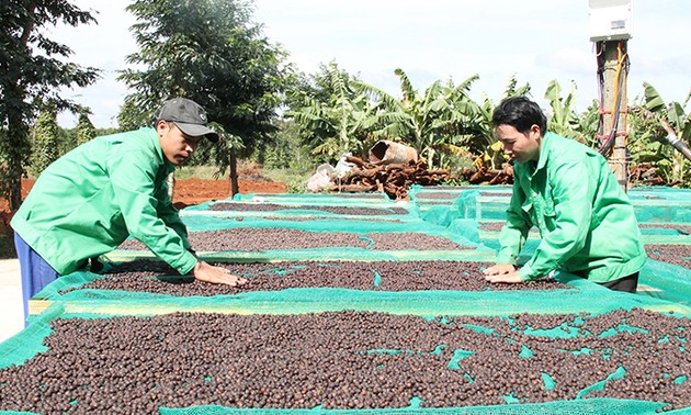 Cafeto: árbol de alto valor para el desarrollo económico de Tay Nguyen