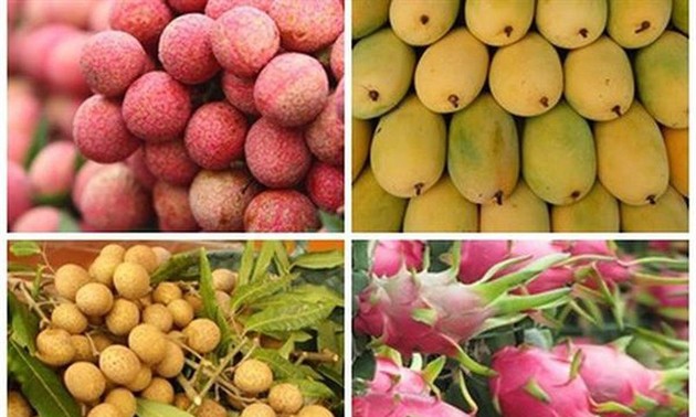 Vietnam planea exportaciones de frutas y vegetales en 2020