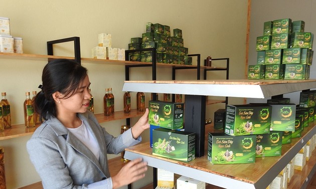 Ho Thi Kim Oanh contribuye a promover la marca de ginseng de Kon Tum