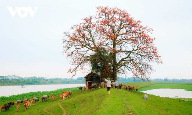 El árbol de algodón de seda roja a la orilla del río Thuong, fuente de inspiración de artistas