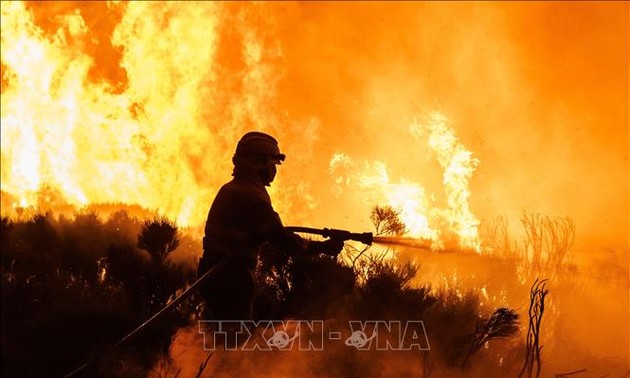 Incendios forestales en muchas localidades de España
