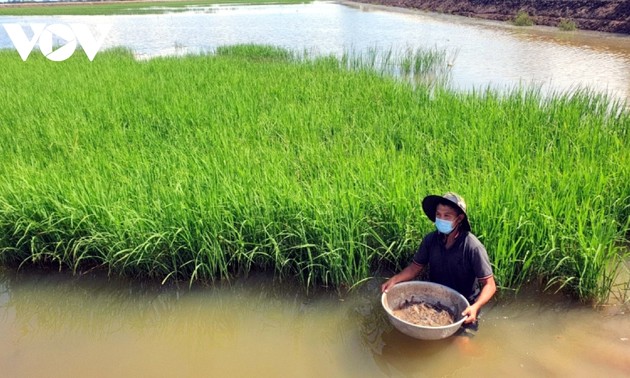 Agricultores de Dong Thap optan por la rotación de cultivos