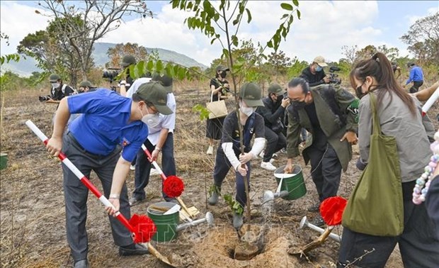 Jóvenes de Binh Thuan cultivan más de mil árboles