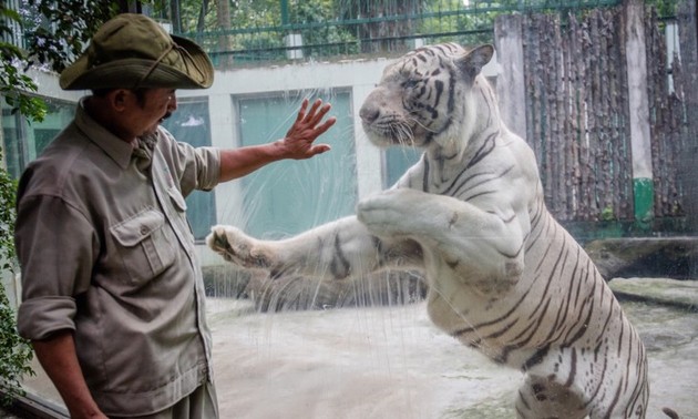 Tran Ngoc Luan, un experimentado entrenador de tigres en Parque Zoológico 