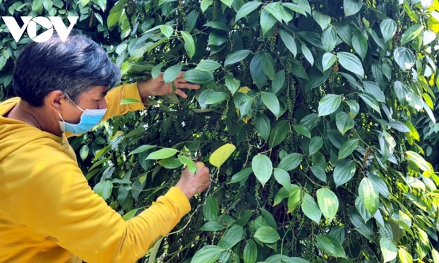 ザライ省の農民ら胡椒の持続可能な栽培に励む