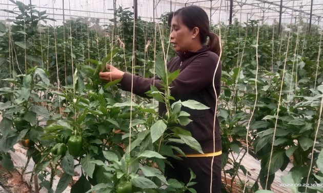 農業へのハイテク導入に励むラムドン省ラムハー村の女性たち