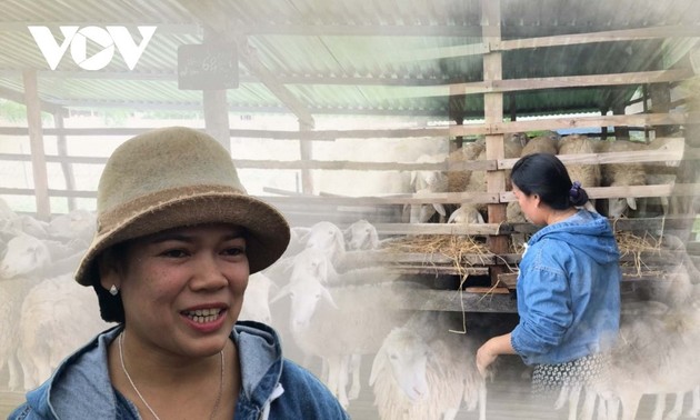羊の飼育で富を築くニントアン省スアンハイ村の農民