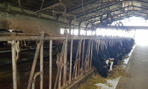 ソクチャン省ダイタム村のタンタイロック乳牛牧場