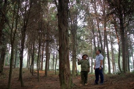 ベトナム、森林由来のカーボンクレジットで5150万ドルを初めて収める