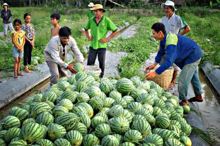 Restrukturisasi pengembangan pertanian dikaitkan dengan pembangunan pedesaan baru, beradaptasi dengan perubahan iklim di daerah dataran rendah sungai Mekong.