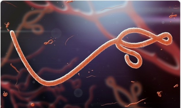 WHO menyatakan wabah Ebola di Republik Demokrasi Kongo berhenti