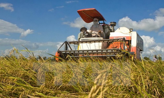 Vietnam launches sustainable rice production program 