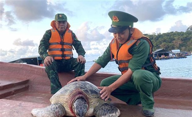 Endangered turtle released back to sea in Mekong Delta region