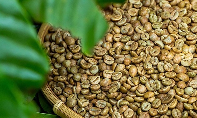 Vietnam’s coffee export tops 2 billion USD in five months