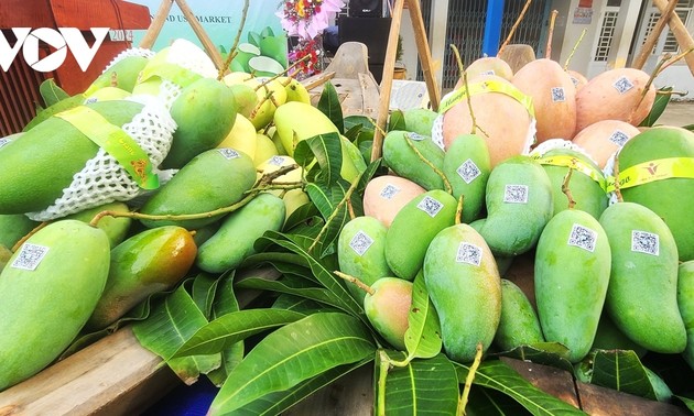 An Giang exports first green-peel elephant mangos to Australia, US