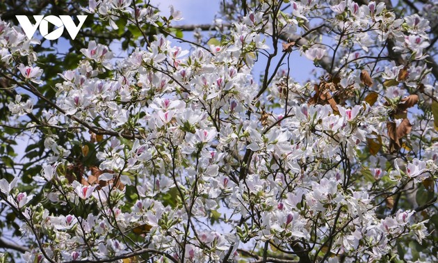 Dien Bien basking in bauhinia blooming season