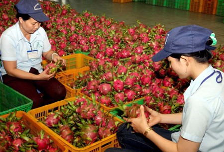  Exports of blue dragon fruit target sustainable growth