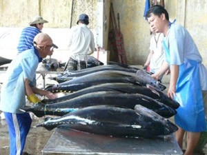 Improving values for Vietnamese tuna