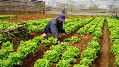 Vietnam’s agriculture sector boosts administrative reforms in 2013