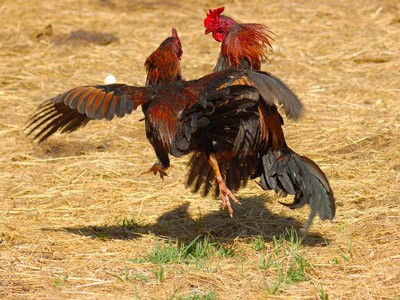 Cockfighting: long-standing form of popular entertainment 