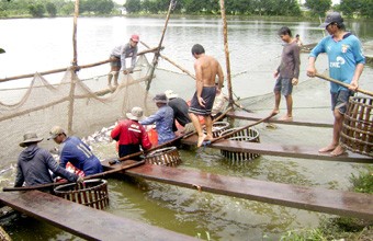 Vietnam restructures tra fish production