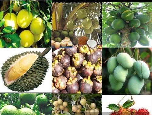 Mekong Delta seeks to brand its export fruits