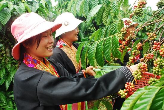 Sustainable development goes along with building a brand for Vietnamese coffee 